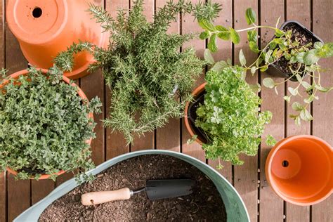 planting herbs in a container